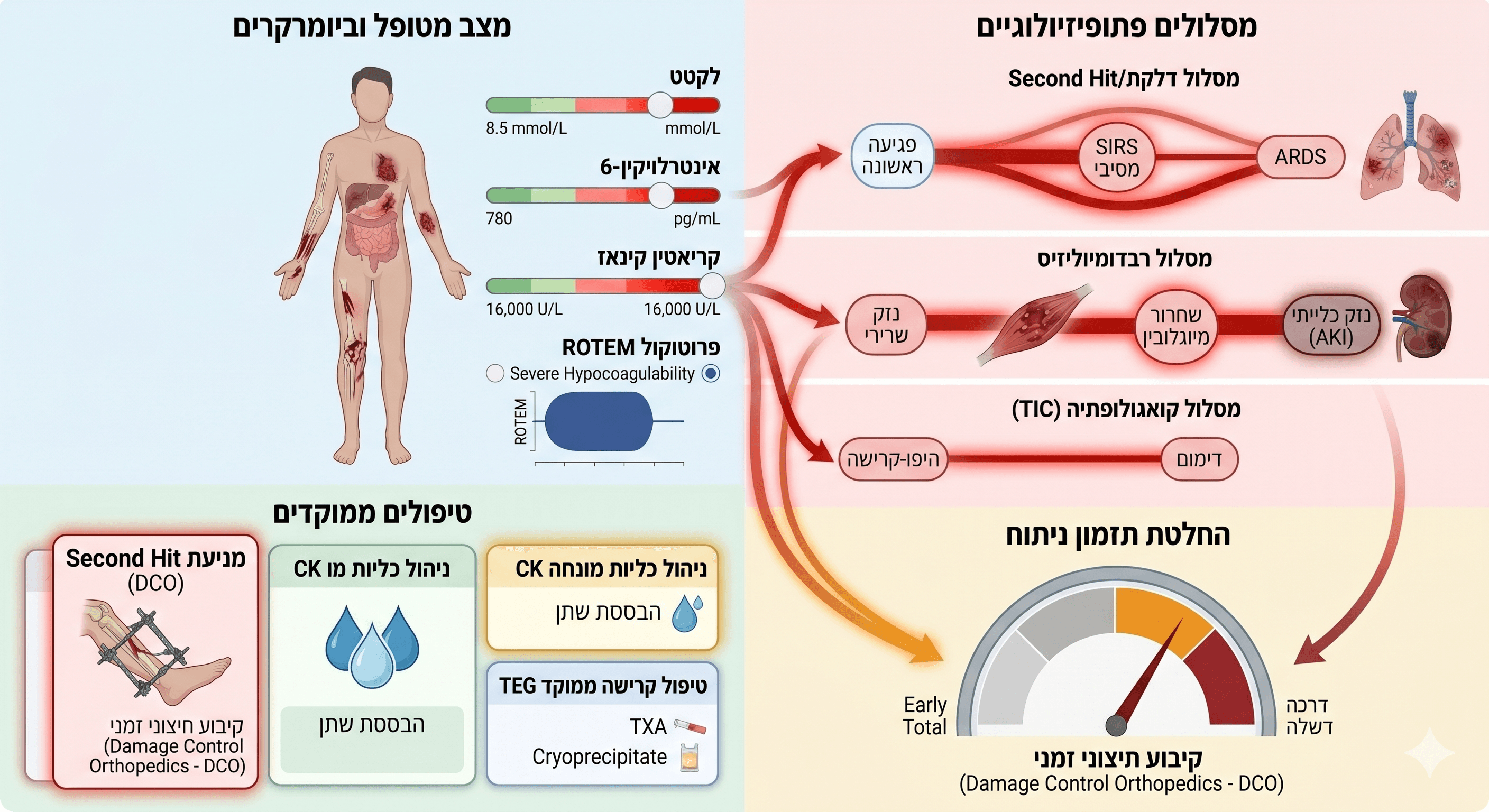 ביומרקרים וטיפולים מונחי פתופיזיולוגיה לרפואת טראומה מדויקת במקרים של פוליטראומה עם פגיעות בשריר-שלד